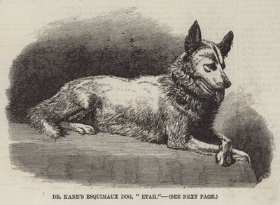El perro esquimal de Dr. Kane, "Etah" de English School