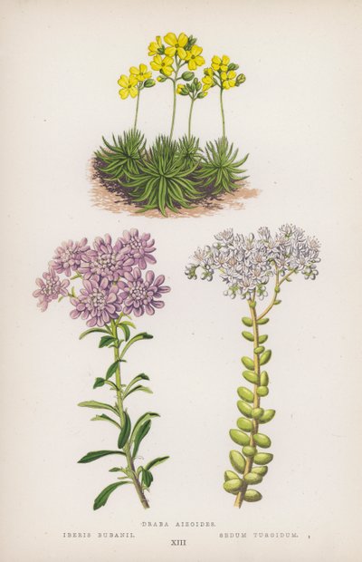 Draba aizoides; Iberis bubanii; Sedum turgidum (litografía en color) de English School