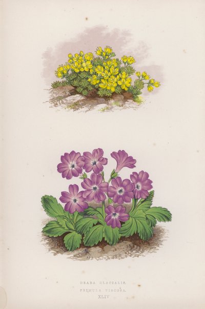 Draba Glacialis; Primula Viscosa (litografía en color) de English School
