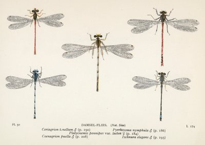 Libélulas: Damsel-Flies (litografía en color) de English School