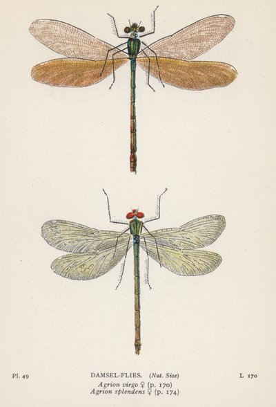 Libélulas: Damsel-Flies (litografía en color) de English School