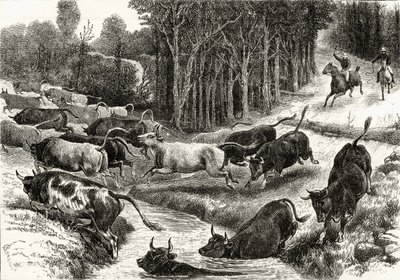 Conduciendo ganado en Australia, c.1880, de 