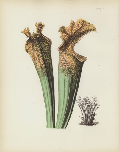 La flor de silla de montar de Drummond, Sarracenia Drummondii de English School