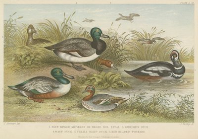 Patos de English School
