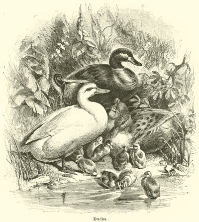 Patos de English School