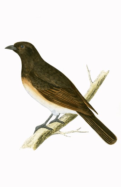 Dusky Ixos, ilustración de 