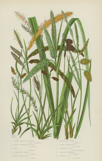 Carex capilar enano, Carex alpino de flor suelta, Carex del fango, Carex alpino escorzado (litografía en color) de English School