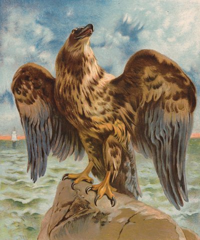 Águila (litografía en color) de English School
