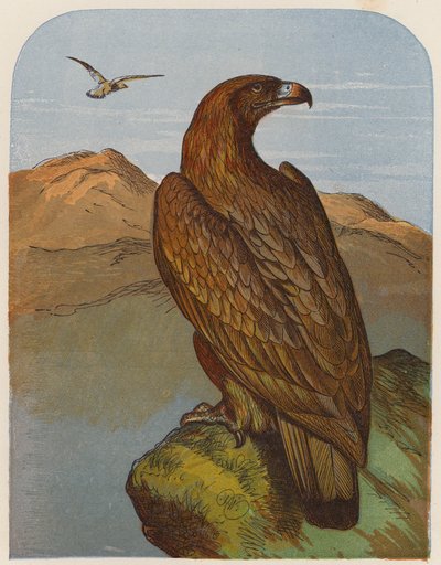 Águila (litografía en color) de English School