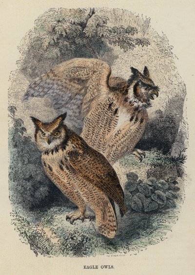 Búhos reales de English School