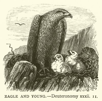 Águila y Crías, Deuteronomio, xxxii de English School