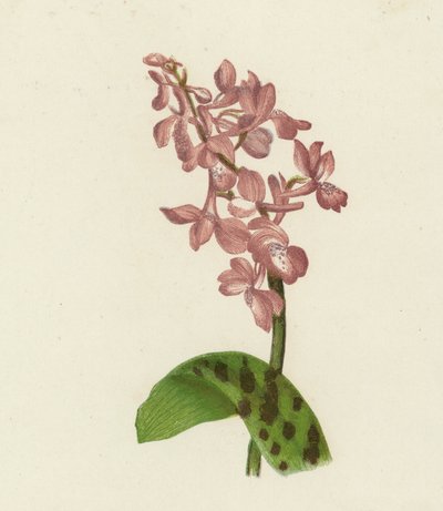Orquídea morada temprana, Orchis Mascula (litografía en color) de English School