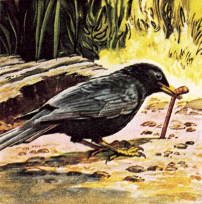 El pájaro madrugador atrapa el gusano de English School