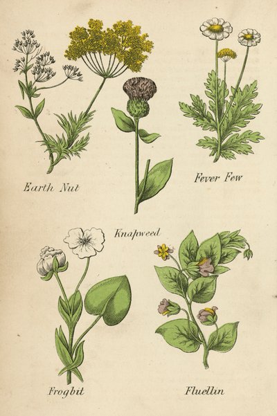 Nuez de la tierra, Fiebre de Few, Knapweed, Frogbit, Fluellin (litografía en color) de English School