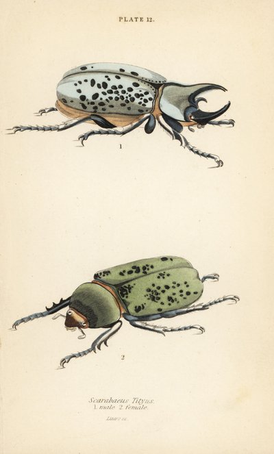 Escarabajo Hércules oriental, Dynastes tityus, macho 1, hembra 2 de English School