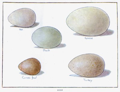 Huevos (litografía en color) de English School