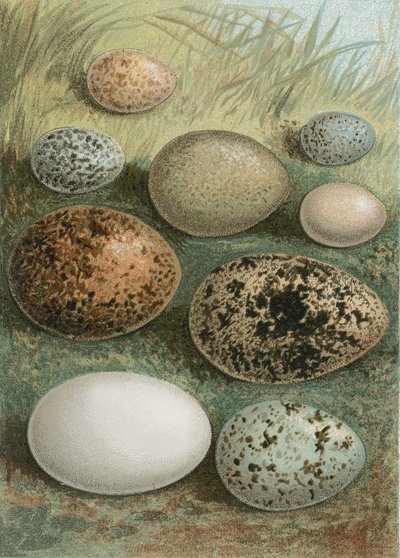 Huevos de English School