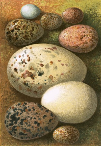 Huevos de English School