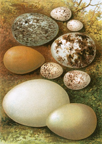 Huevos de English School