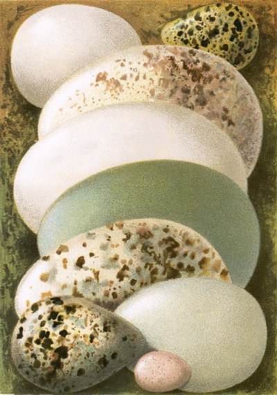 Huevos de English School