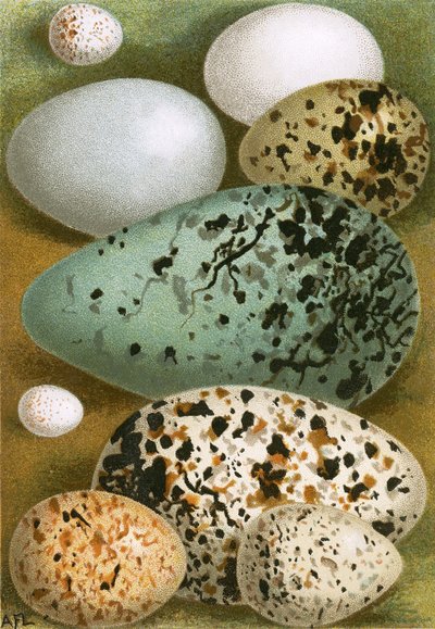 Huevos de English School
