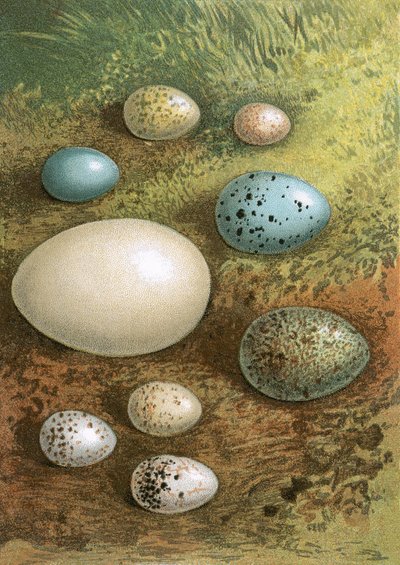 Huevos de English School