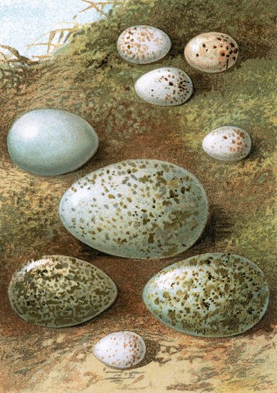 Huevos de English School