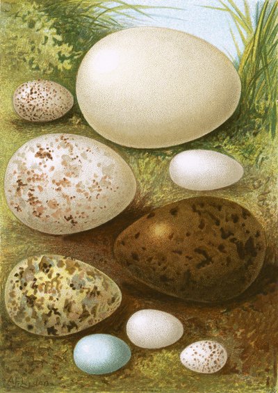 Huevos de English School