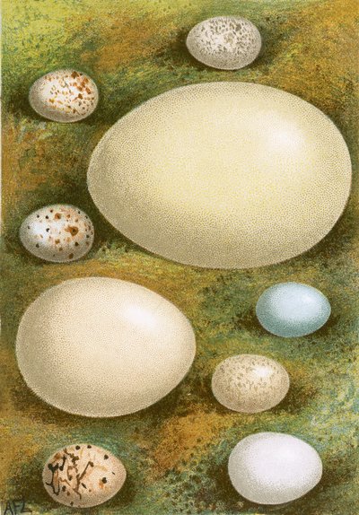 Huevos de English School
