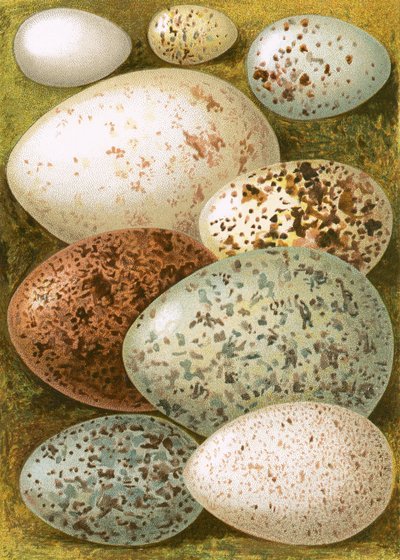 Huevos de English School