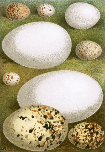 Huevos de English School