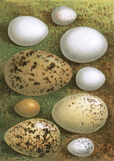 Huevos de English School