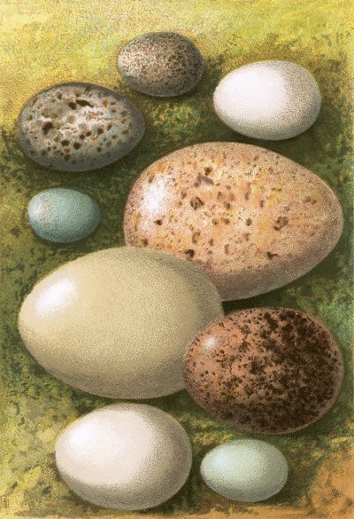 Huevos de English School