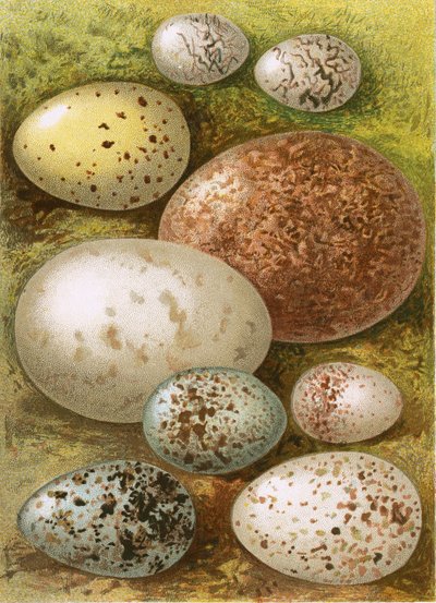 Huevos de English School