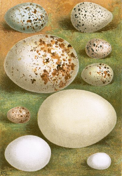 Huevos de English School