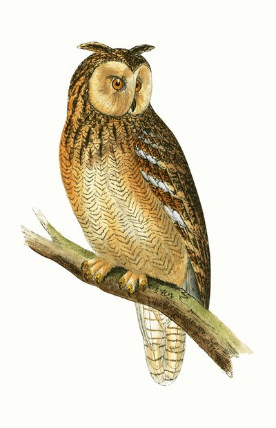 Búho orejudo egipcio, ilustración de 