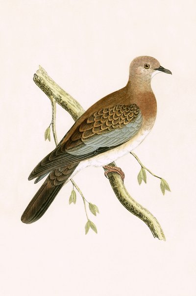Tórtola egipcia, ilustración de 
