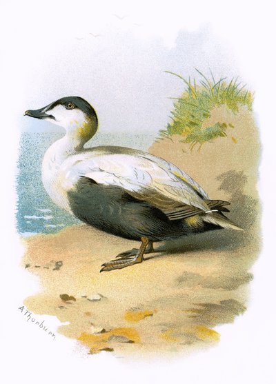 Pato Eider de English School