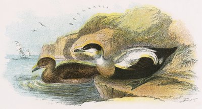 Pato eider de English School
