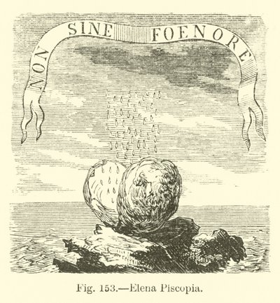 Elena Piscopia de English School