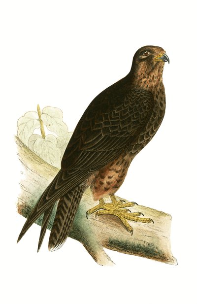 Halcón Eleonora, ilustración de 