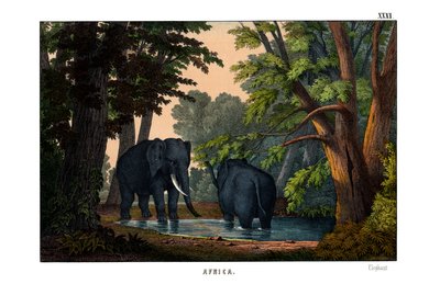 Elefante de English School