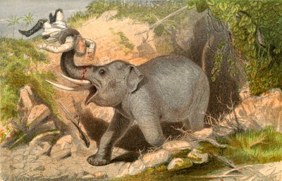 Cazador de elefantes de English School