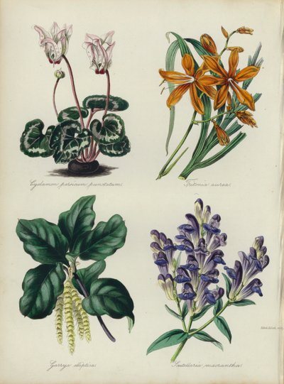 Jardín de flores inglés: Cyclamen persicum punctatum, Tritonia aurea, Garrya elliptica, Scutellaria macrantha de English School