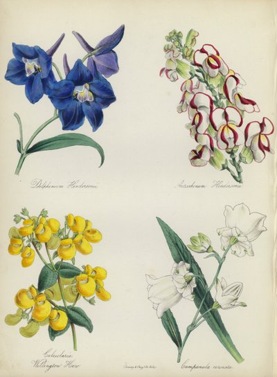 Jardín de flores inglés: Delphinium Hendersonu, Antirrhinum Hendersonu, Calceolaria Wellinton Hoero, Campanula coronata (litografía en color) de English School