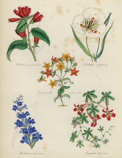 Jardín de flores inglés: Habrothamnus fasciculatus, Calochortus venustus, Grammanthes gentianoides, Pentstemon speciosum, Tropaeolum speciosum de English School