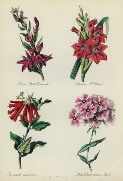 Jardín de flores inglés: Lobelia "Belle Pyramide", Gladiolus "M Blouet", Bouvardia aurantiaca, Phlox Drummondii Mayii de English School