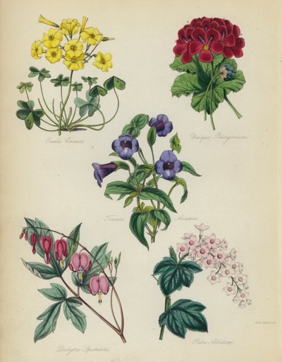 Jardín de flores inglés: Oxalis Cernua, Pelargonium Único, Torenia Asiatica, Dielytra Spectabilis, Ribes Albidum de English School