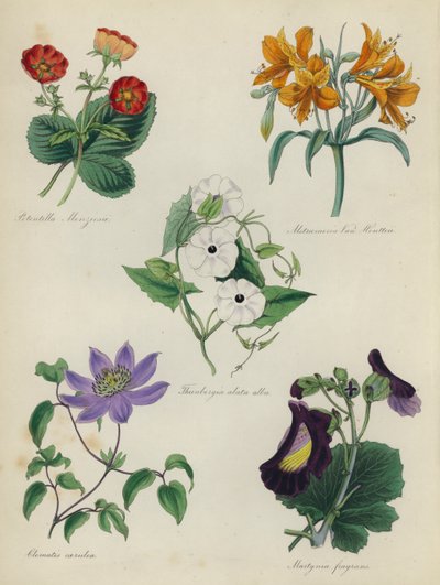 Jardín de flores inglés: Potentilla Menziesii, Alstraemeria Van Houtteii, Thunbergia alata alba, Clematis caerulea, Martynia fragrans de English School