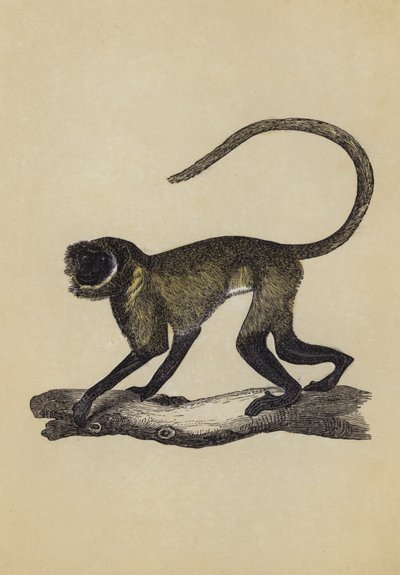 Entellus Monkey (litografía en color) de English School